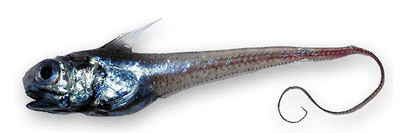 Hymenocephalus italicus_55442